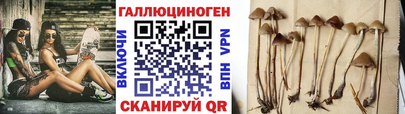 Псилоцибиновые грибы Psilocybe  Куйбышев 